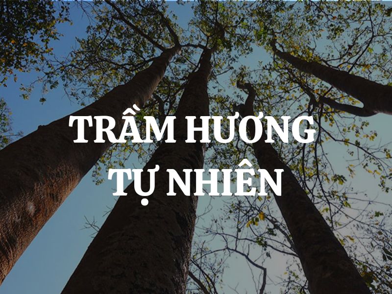 Trầm hương tự nhiên và trầm trồng: Công dụng cụ thể từng loại