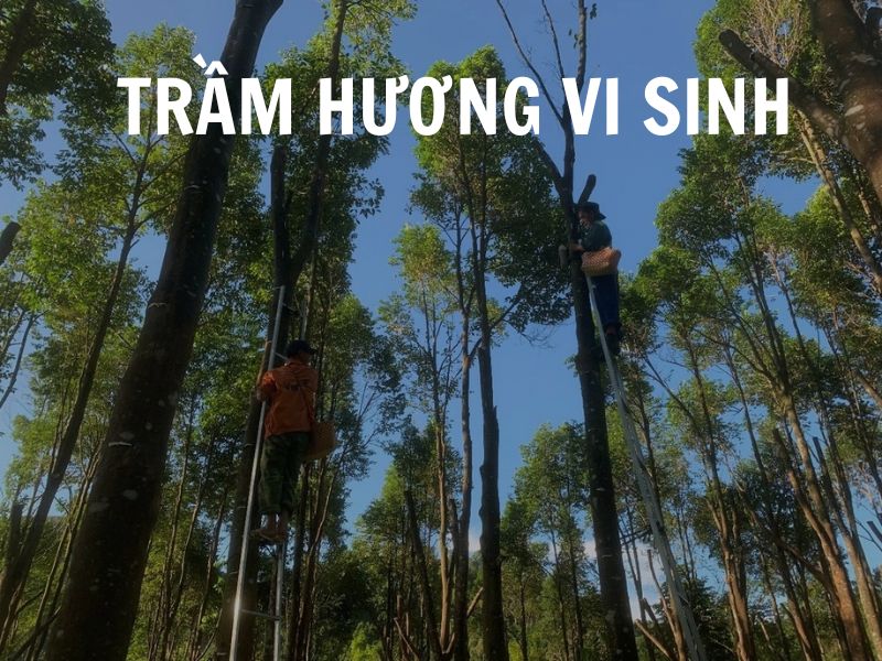 Trầm hương vi sinh: Cánh cửa mới cho nền công nghiệp trầm hương