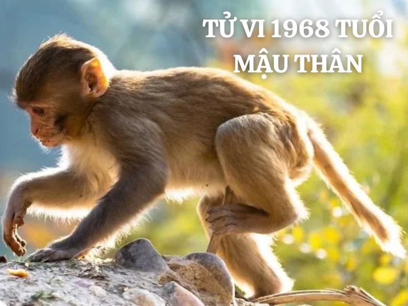 Tử vi 1968 tuổi Mậu Thân nam mạng: Vận mệnh, tình duyên, sự nghiệp