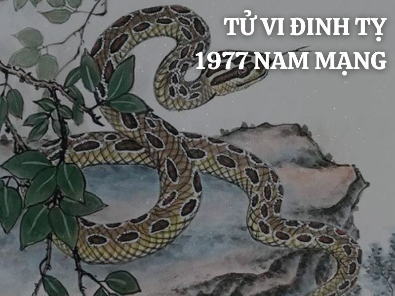 Tử vi 1977 tuổi Đinh Tỵ nam mạng: Vận mệnh, tình duyên, sự nghiệp