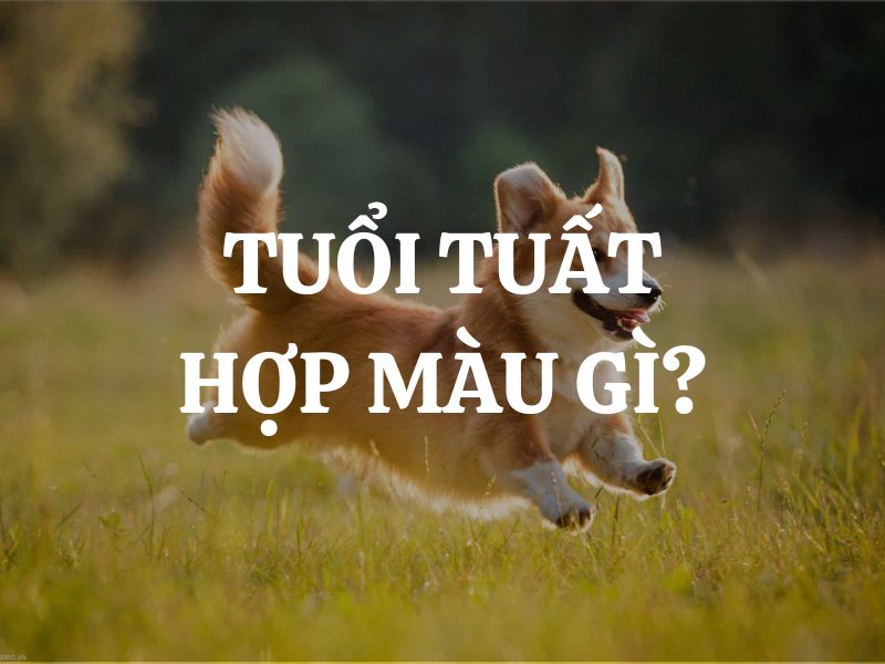 Tuổi Tuất hợp màu gì? Tìm hiểu vận mệnh và vật phẩm phong thủy phù hợp