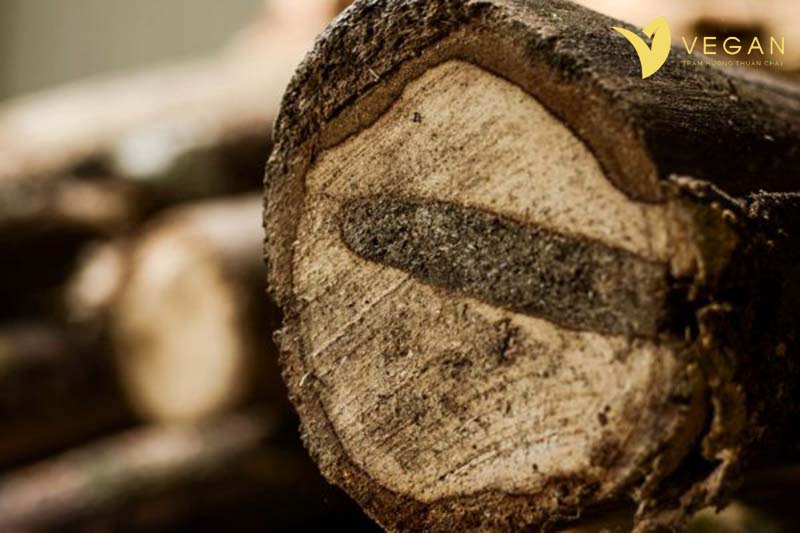Vân gỗ Trầm Hương là gì? Hiện tượng Giác Trắng là gì?