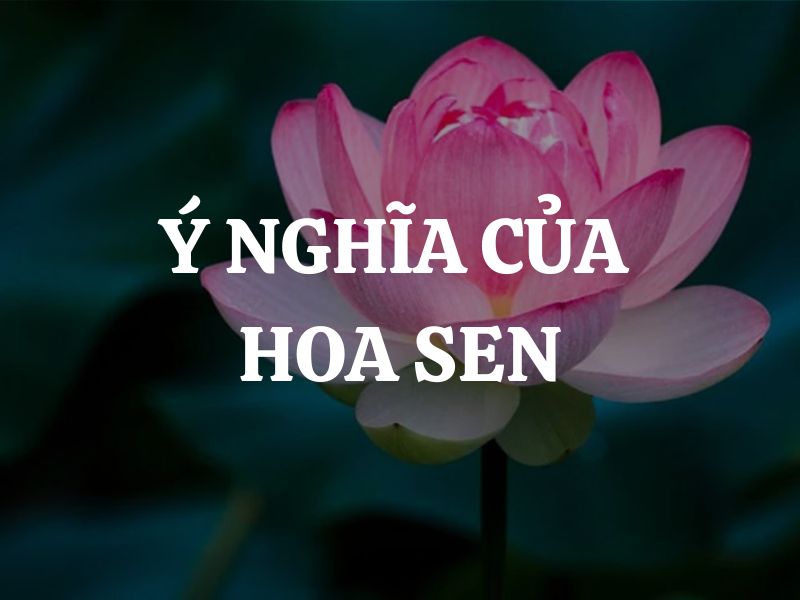 Ý nghĩa của hoa sen trong văn hóa Việt Nam và gợi ý các vật phẩm khắc họa